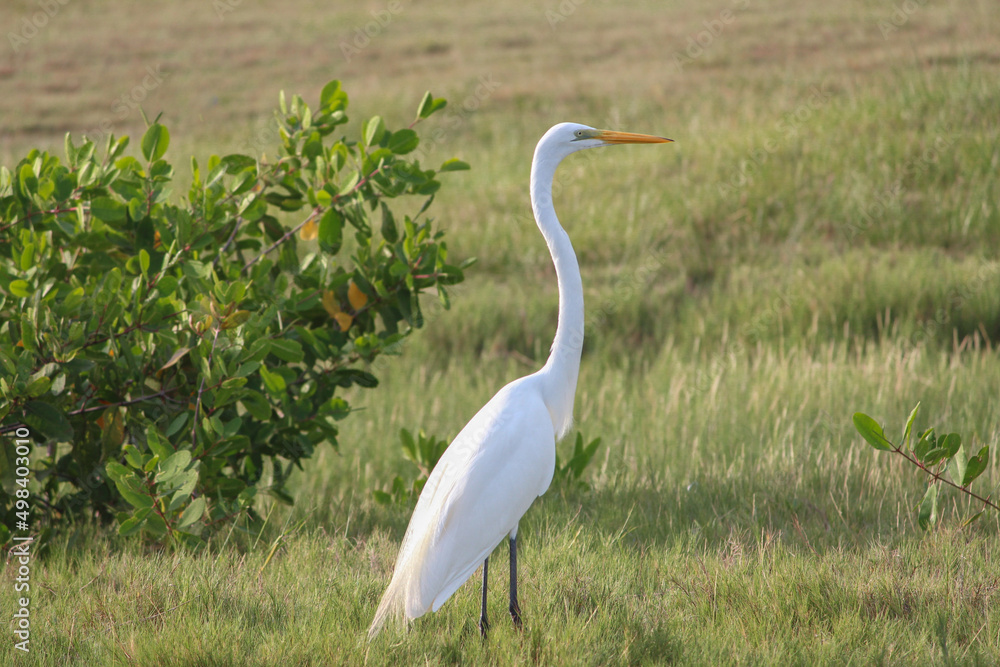 Fototapeta premium white heron stand in the pasture with corn and flowers