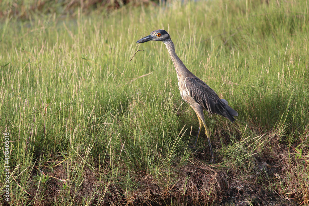 Naklejka premium grey crowned crane in the grass