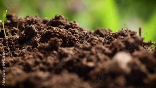 Sliding in front of a row of fertile soil revealing newly emerged, young plant  photo