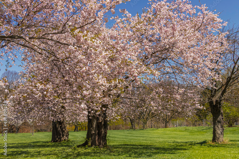 Flowering Japanese cherry trees in early spring in the park Flowering Japanese cherry trees in early spring in the park