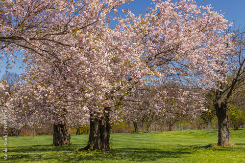 Flowering Japanese cherry trees in early spring in the park