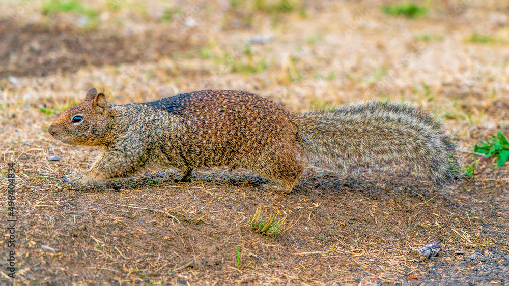 A squirrel walking A squirrel walking