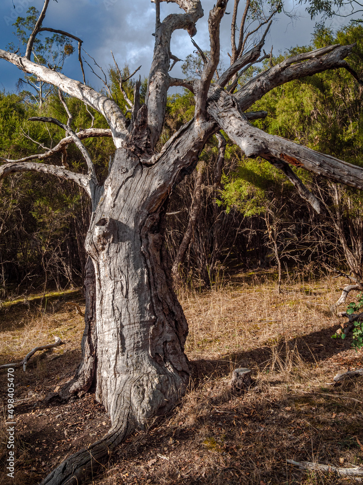 Gnarly Dead Tree Gnarly Dead Tree