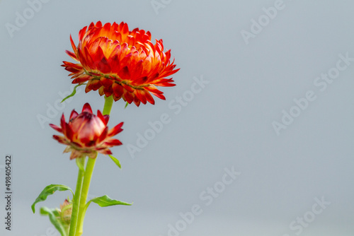 Two orange everlasting daisy wildflowers closeup. photo