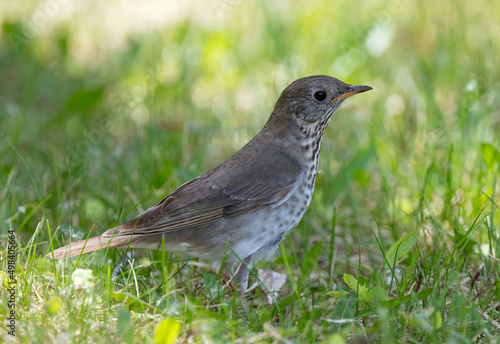 Gray-cheeked Thrush foraging during spring migration.