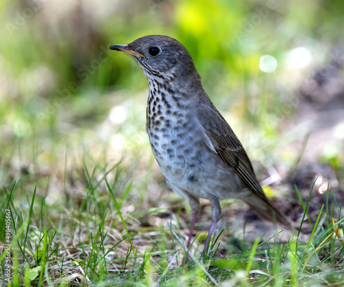 A Gray-cheeked Thrush foraging during spring migration.