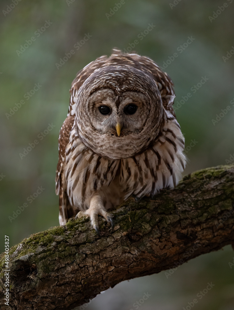 Obraz premium A barred owl in Florida 