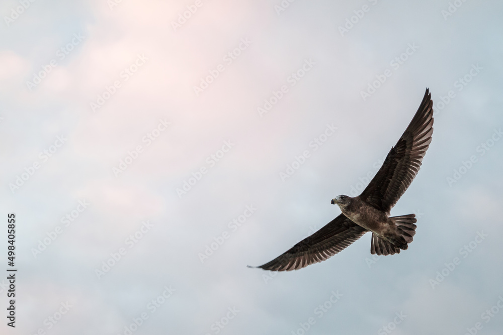 Pacific Gull Soaring Through The Sky Pacific Gull Soaring Through The Sky