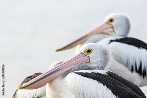 roosting pelicans in profile photo