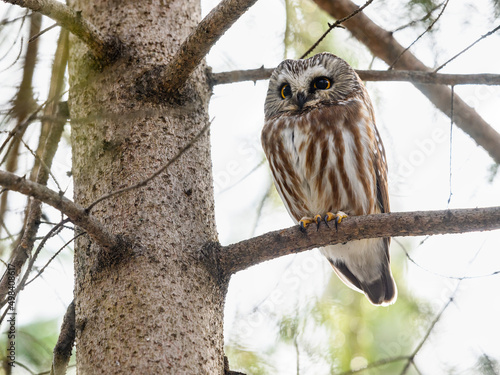 Northern saw-whet owl sitting on pine tree branch in early spring