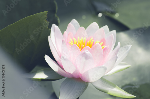 수련