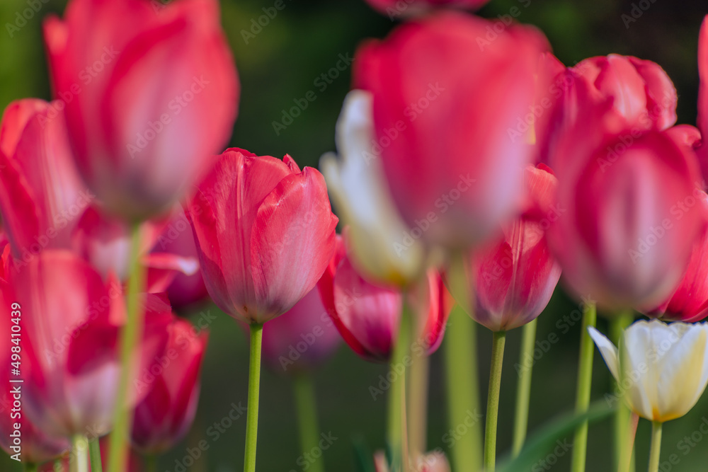 春の花壇に咲くチューリップ　春イメージ