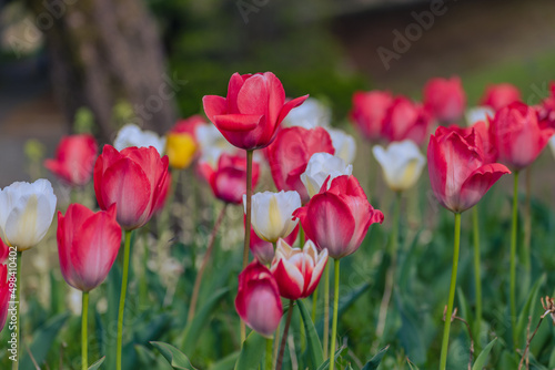 春の花壇に咲くチューリップ 春イメージ