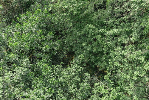 Nature green wallpaper background of bush and tree top forest. © Sevendeman