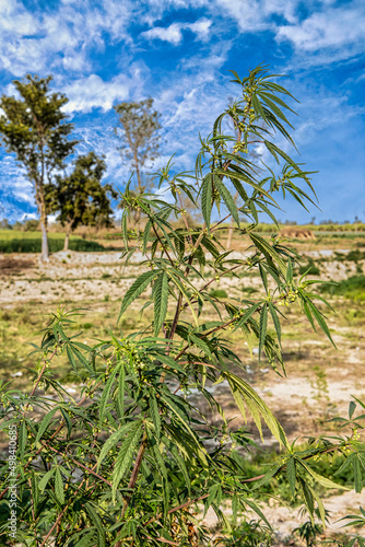 Bhang or cannabis plant