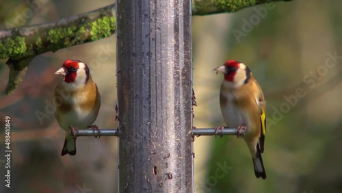 Goldfinches eating nyger seed, then one flies away photo