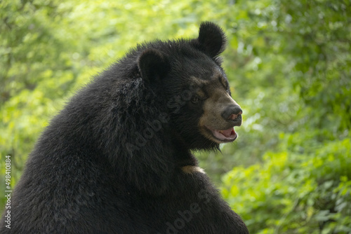 ours brun vu de profil et de 3/4 sur fond verdoyant d'une forêt photo