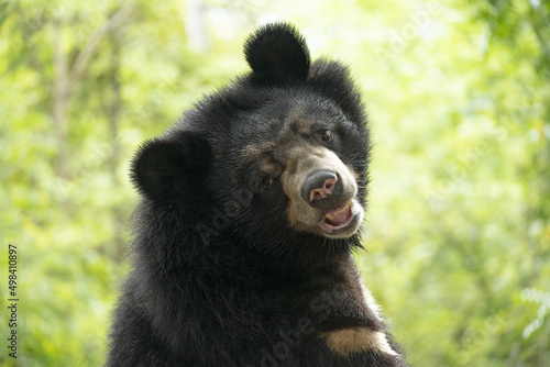 ours brun vu de profil et de 3/4 sur fond verdoyant d'une forêt