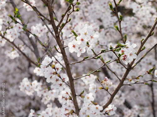 葉桜