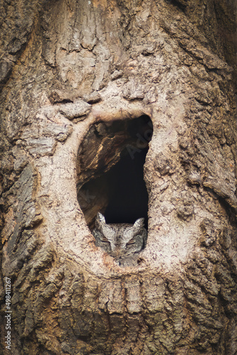 Eastern screech-owl taking a nap in its nest
