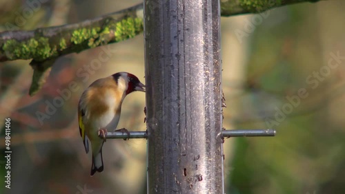 Goldfinch eating nyger seed from a feeding station. sunny. photo