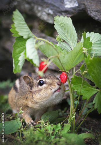 Chipmunk and Alpine strawberry