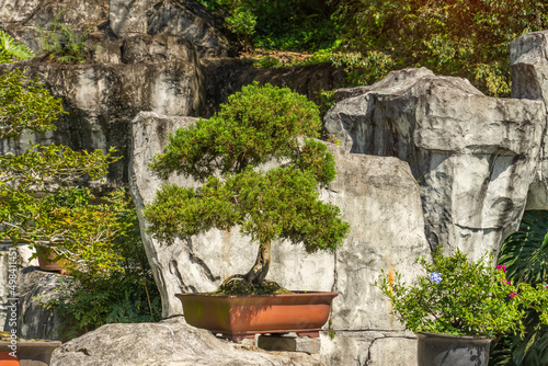 Traditional chinese bonsai tree in garden
