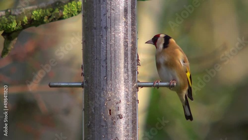 Goldfinch eating nyger seed from a garden bird feeder 2 photo