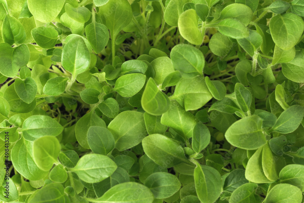 Background of leaves of young flower seedlings. Background of leaves of young flower seedlings.