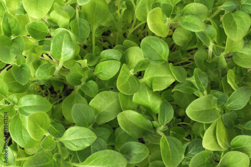 Wallpaper Mural Background of leaves of young flower seedlings. Torontodigital.ca