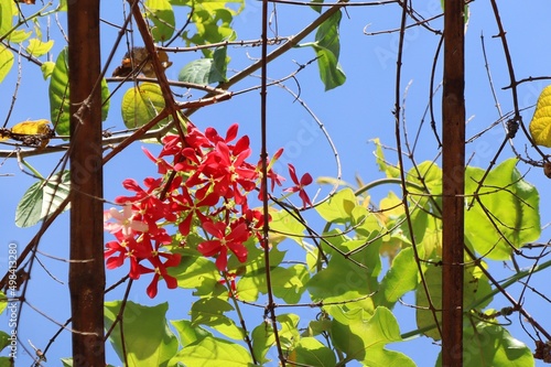 The Rangoon Creeper on a tree arch. with the sky in the background. Nature background concept. photo