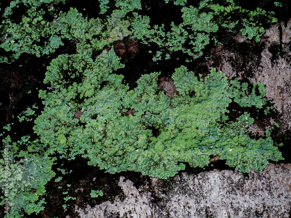 Macro image of Lichens on the bark. Macro image of Lichens on the bark.