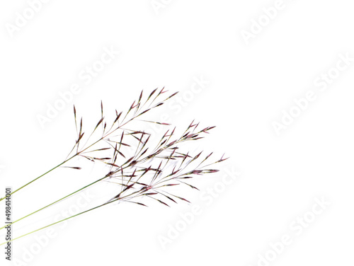 Close up Chrysopogon aciculatus flower on white background.