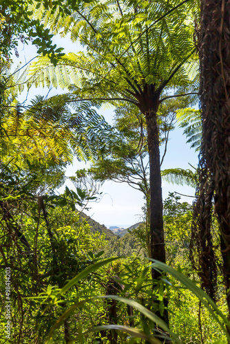 Beautiful view of Coromandel Peninsula from Wentworth Valley in New Zealand