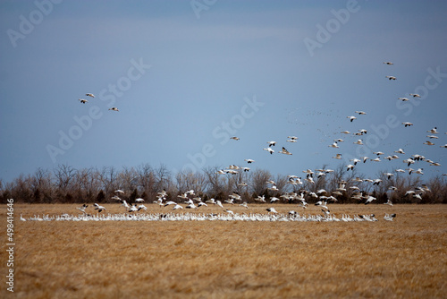 Annual Snow Geese Migration