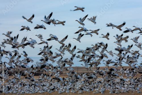 The Annual Snow Geese Migration