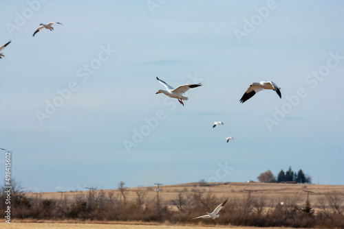 The Great Annual North American Snow Geese Migration