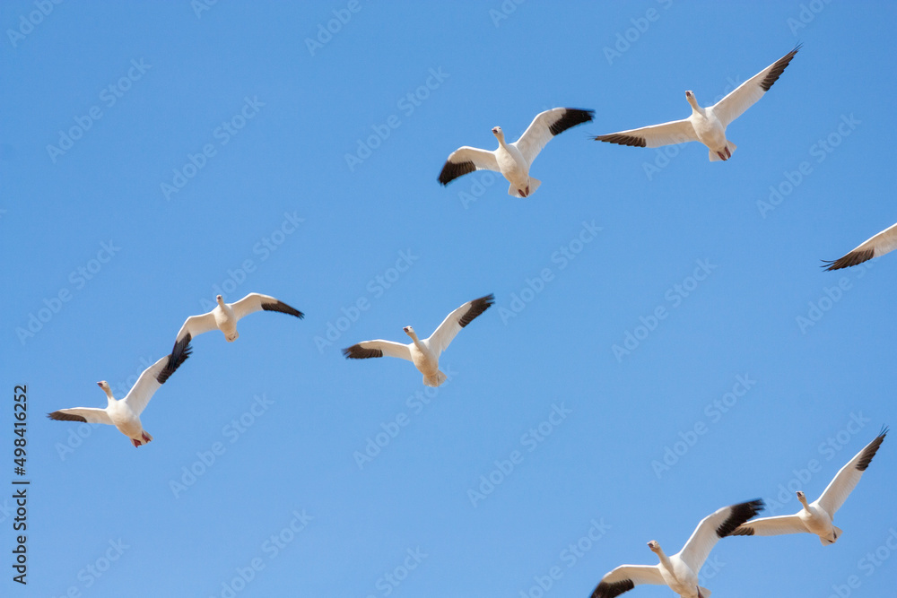 Obraz premium The Great Annual North American Snow Geese Migration