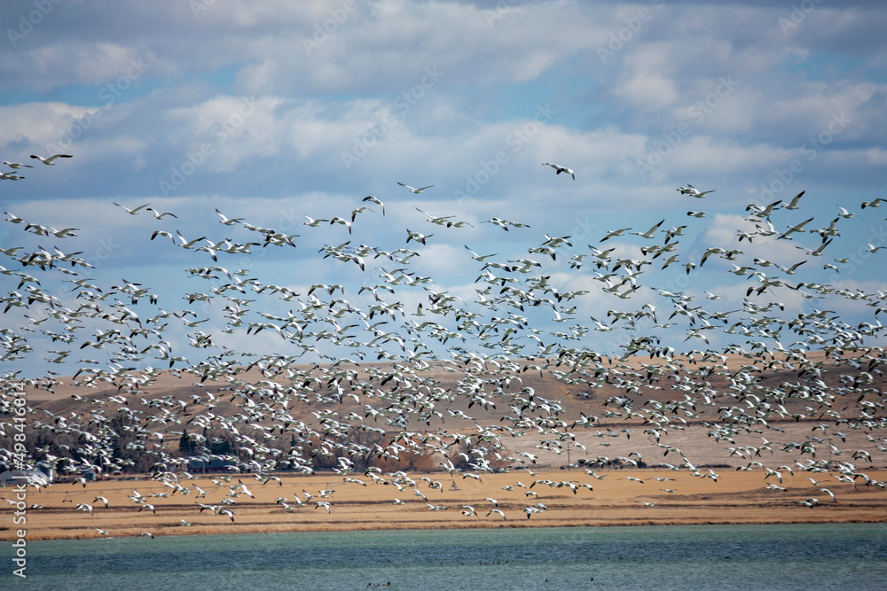 The Great Annual North American Snow Geese Migration