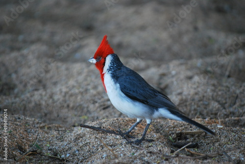 one eyed red crested cardinal walking on the beach in the tropics photo