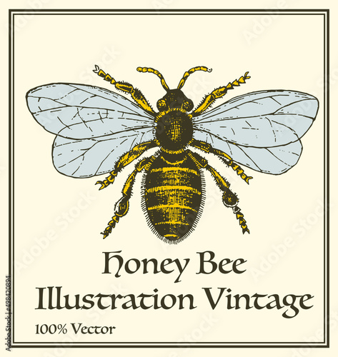honey bee illustration vector, hand drawing