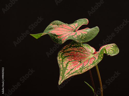 Close-up of caladium bicolor with pinks leaf and green veins on a black background photo