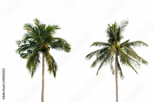 Coconut trees and coconut fruit that are perfectly natural. on a white background