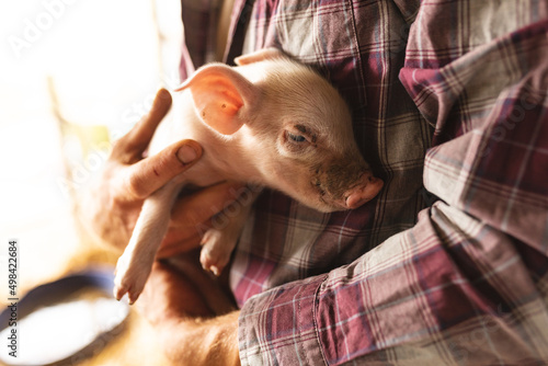 Midsection of male farmer carrying young piglet in arms at pen in organic farm photo