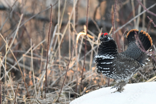 A male Spruce Grouse (Canachites canadensis) struts through Alaska's boreal forest in search of a mate. photo