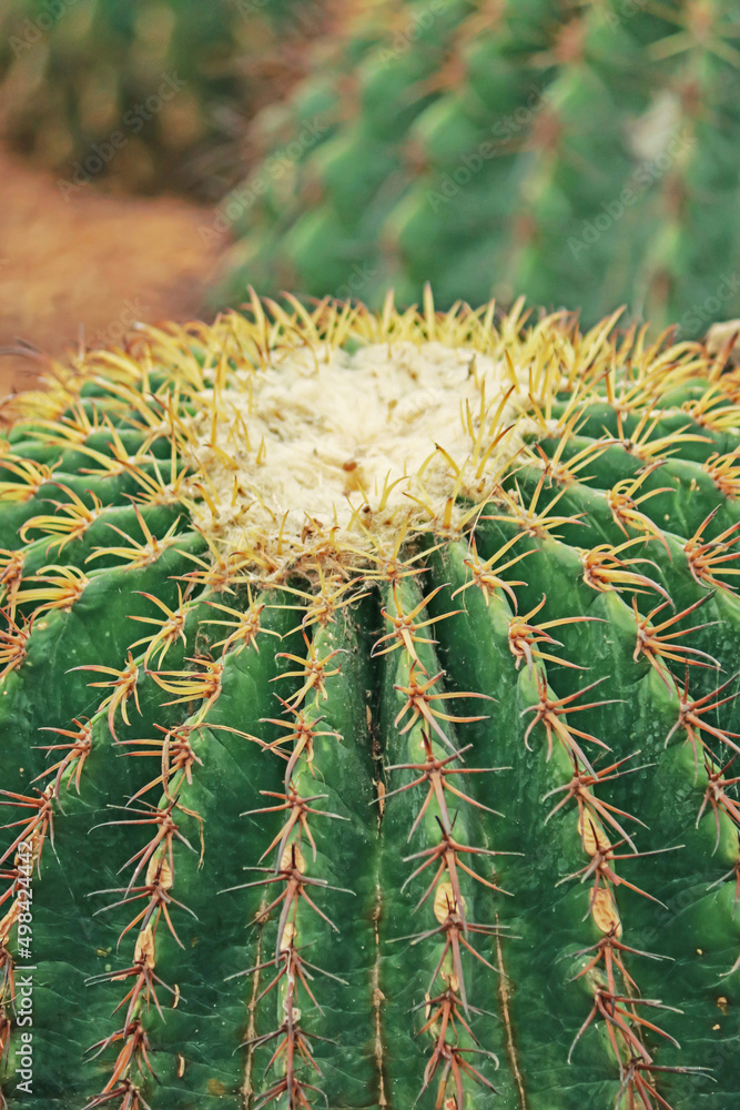 The cactus in the garden The cactus in the garden