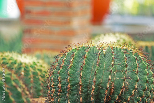The cactus in the garden