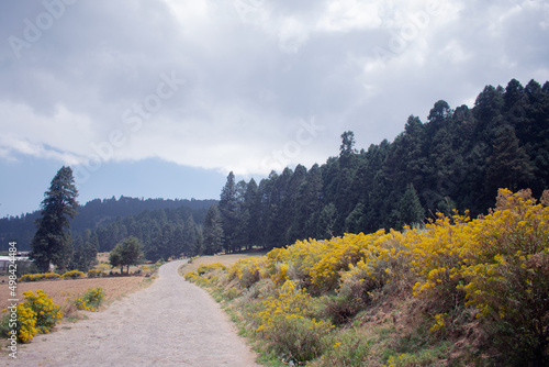 landscape of in the mountains and forest in prairie paisaje de montaña cofre de perote en el bosque  con vista a la pradera y flores amarillas photo