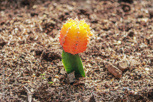 The cactus in the garden