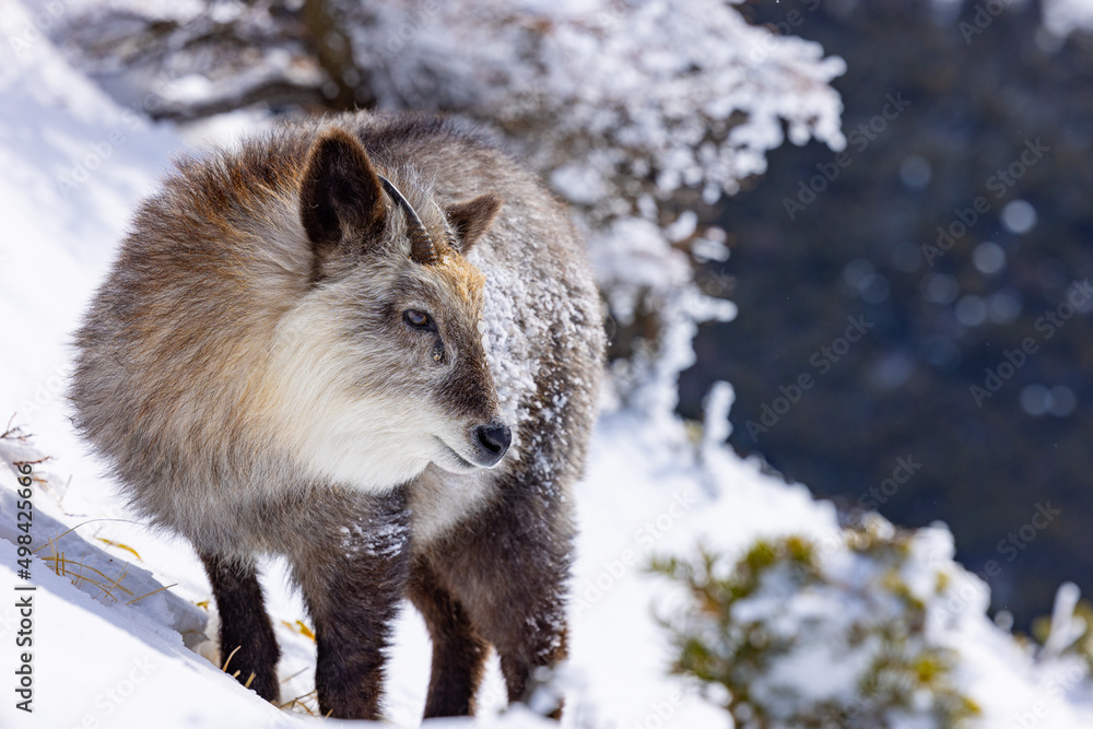 Obraz premium ニホンカモシカ